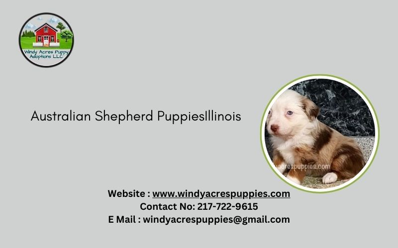 Adorable Australian Shepherd Puppies For Sale In Illinois – Find Your Perfect Companion